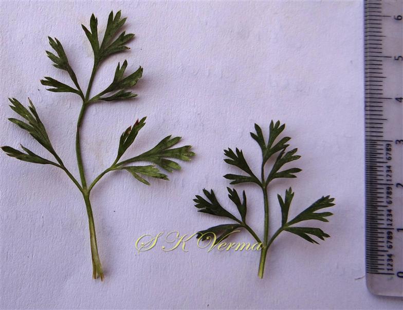  Leaves